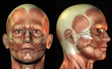 Course 2 – Facial Anatomy for Injectable Procedures
